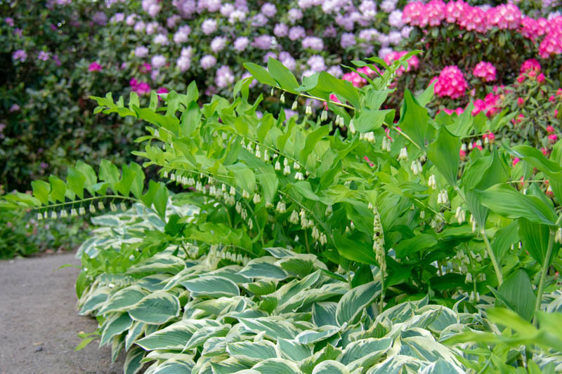 Shade garden, Variegated hosta and Solomon seal, pink rhododendrin and azalea.