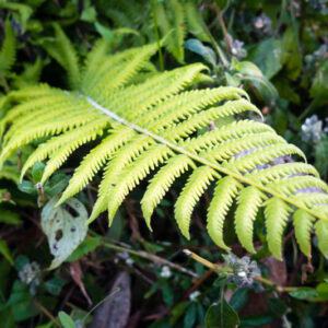 Southern Shield Fern, Kunth's Maiden Fern, Abundant Maiden Fern, Southern Wood Fern, River Fern, Widespread Maiden Fern, Southern Maiden Fern, Blue Maiden Fern