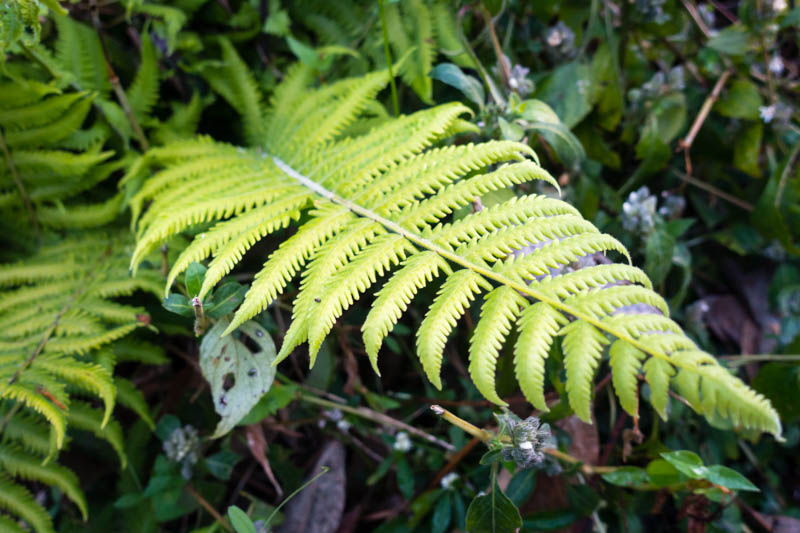 Southern Shield Fern, Kunth's Maiden Fern, Abundant Maiden Fern, Southern Wood Fern, River Fern, Widespread Maiden Fern, Southern Maiden Fern, Blue Maiden Fern