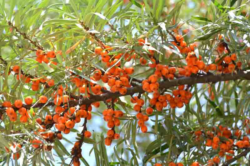 Sea Buckthorn, Seaberry, Sandthorn, Sallowthorn, Siberian Pineapple, Sea Berry, Swallowthorn, Hippophae rhamnoides