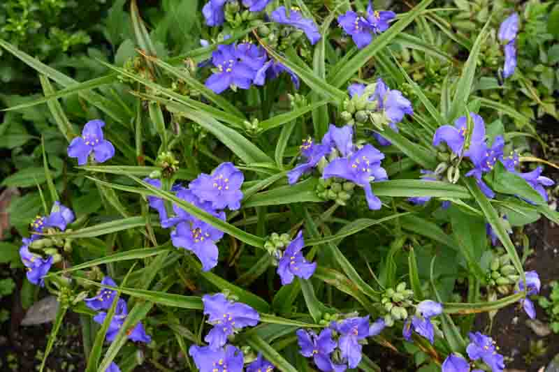 Tradescantia ohiensis (Common spiderwort) flowers. Commelinceae evergreen perennial plants native to North America. Purple three-petaled flowers bloom from May to July.