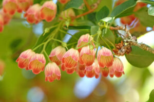 Shade plants, Acid-loving Plants, Shade and acid-loving plants, Enkianthus campanulatus, edvein enkianthus