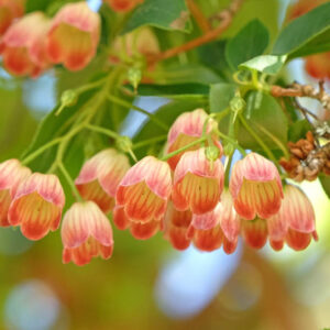Shade plants, Acid-loving Plants, Shade and acid-loving plants, Enkianthus campanulatus, edvein enkianthus