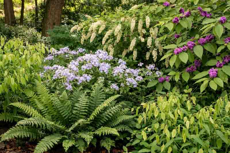 Shrub garden with American beautyberry (Callicarpa americana) , River oats (Chasmanthium latifolium), Virginia sweetspire (Itea virginica), Christmas fern (Polystichum acrostichoides), Woodland phlox (Phlox divaricata)