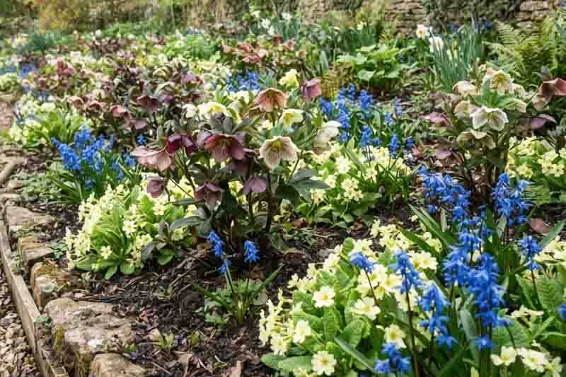 Hellebore, Primrose, Siberian Squill, Helleborus x hybridus, Primula vulgaris and Scilla sibirica