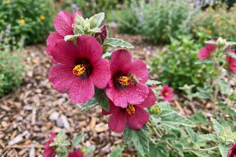 Rock Rose, Rose Pavonia, Rose Mallow, Texas Swampmallow, Texas Rockrose, Wright’s Pavonia, Pavonia Mallow, Rock Rose Mallow, Pavonia wrightii.