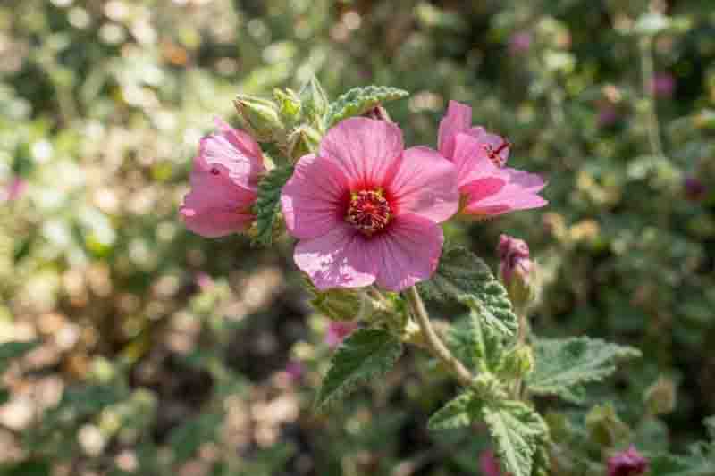 Rock Rose, Rose Pavonia, Rose Mallow, Texas Swampmallow, Texas Rockrose, Wright’s Pavonia, Pavonia Mallow, Rock Rose Mallow, Pavonia wrightii.