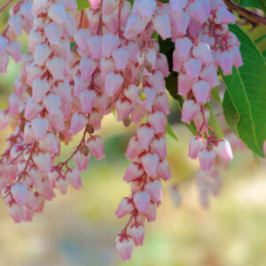 Pieris, Andromeda, Japanese Andromeda, Mountain Andromeda, Fetterbushes, Evergreen Shrubs