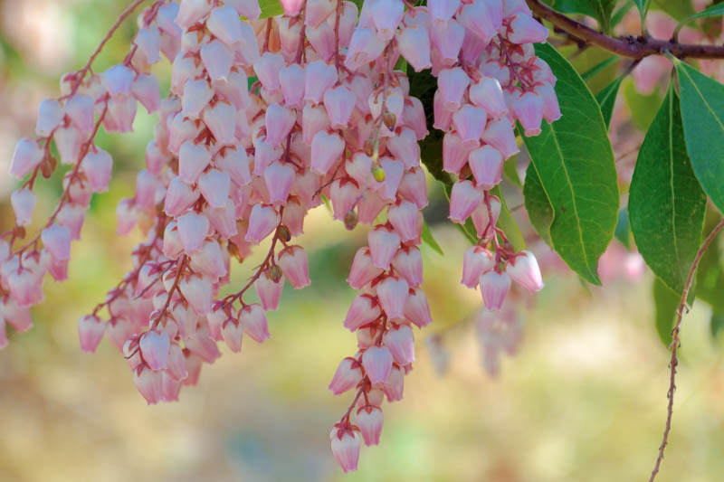 Pieris, Andromeda, Japanese Andromeda, Mountain Andromeda, Fetterbushes, Evergreen Shrubs