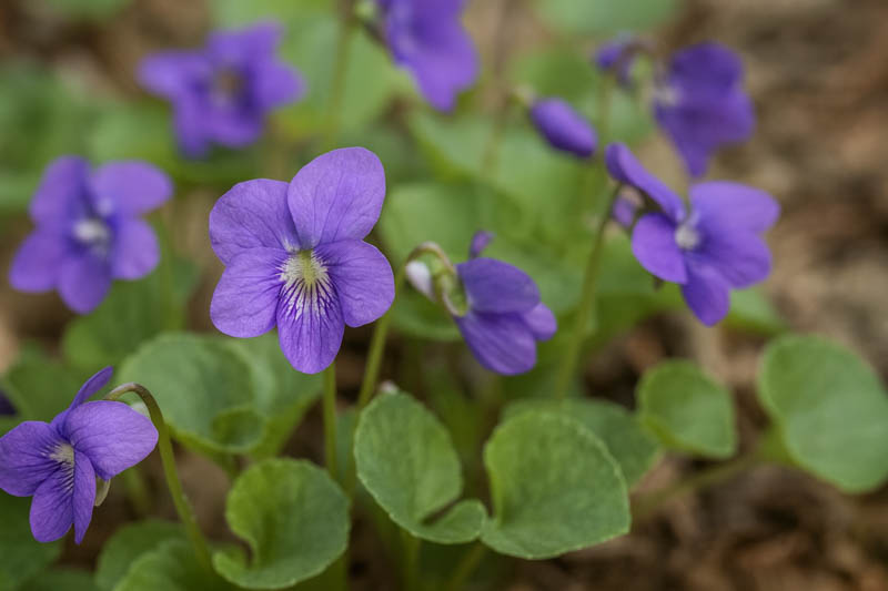 Missouri Violet, Common Blue Violet, Missouri Blue Violet