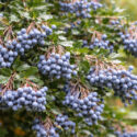 Darwin’s Barberry, Darwin Barberry, Darwin’s Berberis, Barberry