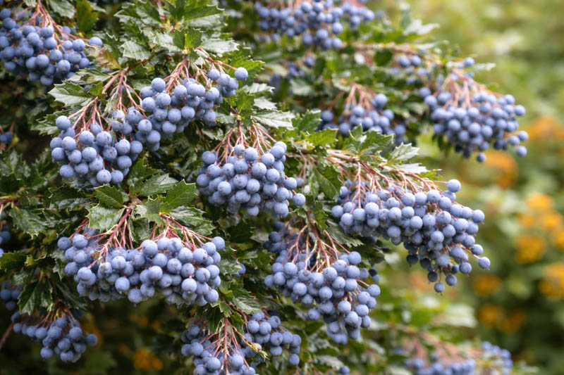 Darwin’s Barberry, Darwin Barberry, Darwin’s Berberis, Barberry