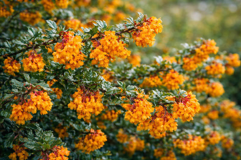 Darwin’s Barberry, Darwin Barberry, Darwin’s Berberis, Barberry