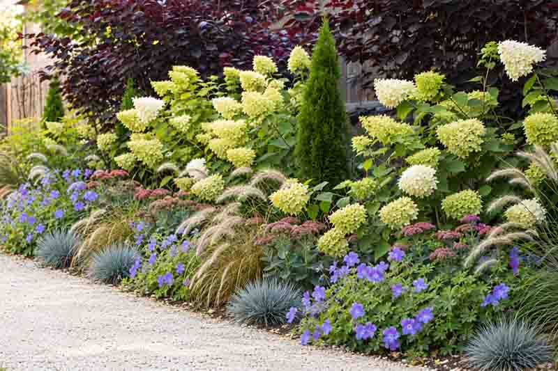 Thuja occidentalis Degroot's Spire, Cotinus coggygria 'Royal Purple', Carex comans 'Bronze-Leaved', Festuca glauca 'Blaufuchs', Geranium 'Rozanne', Hydrangea paniculata 'Limelight', Pennisetum orientale