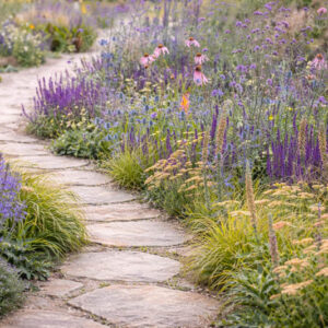 Digitalis parviflora, Echinacea pallida, Salvia 'Caradonna', Summer border along a gravel path planted with Eryngium zabelii 'Big Blue', Verbena bonariensis and ornamental grasses.