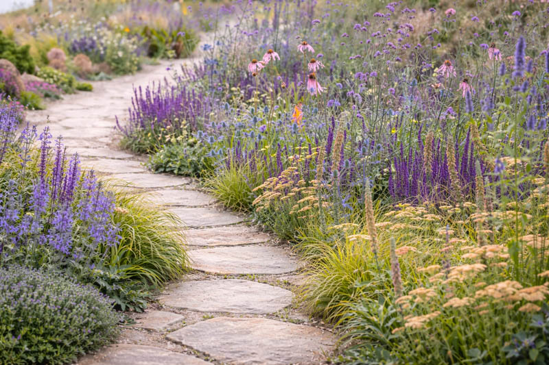 Digitalis parviflora, Echinacea pallida, Salvia 'Caradonna', Summer border along a gravel path planted with Eryngium zabelii 'Big Blue', Verbena bonariensis and ornamental grasses.