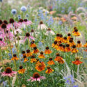 Summer garden design idea with helenium, echinops, echinacea