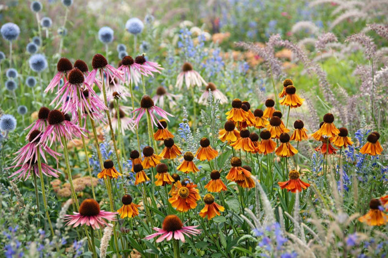 Summer garden design idea with helenium, echinops, echinacea