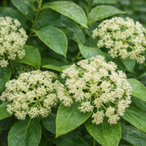 Cowitch Vine, Climbing Hydrangea, Woodvamp, Decumaria barbara