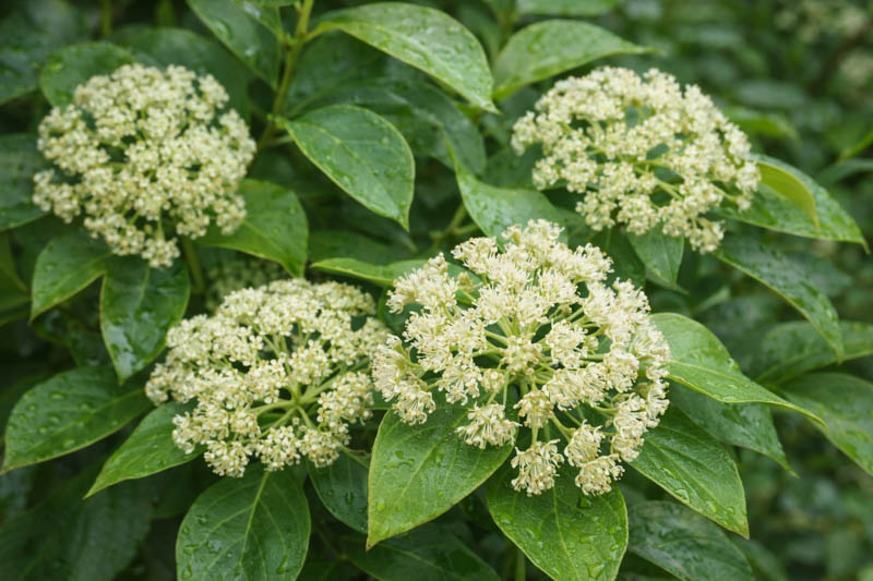 Cowitch Vine, Climbing Hydrangea, Woodvamp, Decumaria barbara