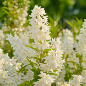 Slender Deutzia, Japanese Snow Flower, Slender Bruisia, Dwarf Deutzia