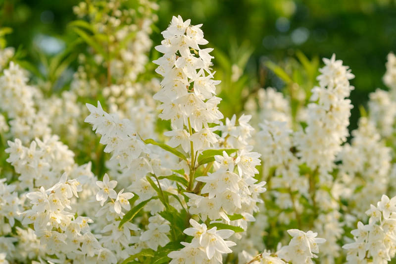 Slender Deutzia, Japanese Snow Flower, Slender Bruisia, Dwarf Deutzia