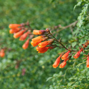 Chilean Glory Flower, Chilean Glory Creeper, Chilean Glory Vine, Glory Flower, Glory Vine, Beauty Vine, Chupa‑chupa, Lorito, Voqui, Eccremocarpus scaber
