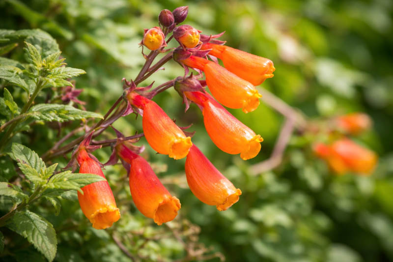 Chilean Glory Flower, Chilean Glory Creeper, Chilean Glory Vine, Glory Flower, Glory Vine, Beauty Vine, Chupa‑chupa, Lorito, Voqui, Eccremocarpus scaber
