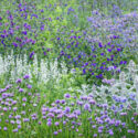 Echium plantagineum Stachys byzantina Veronica gentianoides, chives and Borago