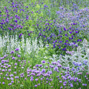Echium plantagineum Stachys byzantina Veronica gentianoides, chives and Borago