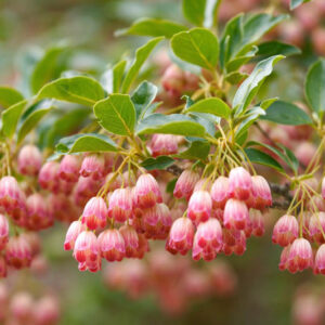 Enkianthus campanulatus, Redvein Enkianthus, Hardy Shrub with Fall Color