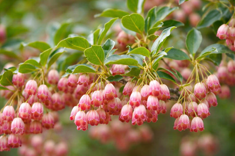Enkianthus campanulatus, Redvein Enkianthus, Hardy Shrub with Fall Color