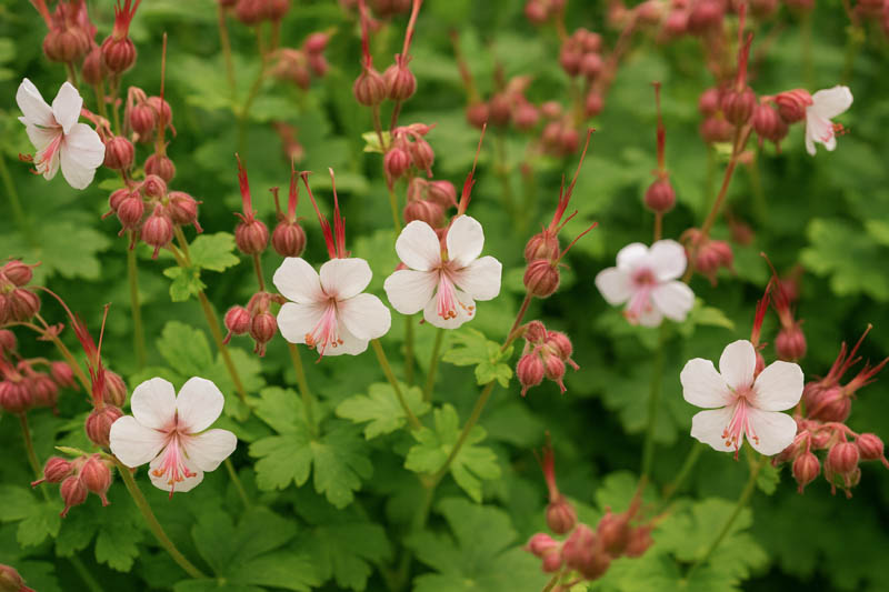 Bigroot Geranium, Bulgarian Geranium, Rock Crane’s-bill, Rock Cranesbill, Big-rooted Geranium, Hardy Geranium, Cranesbill, Geranium macrorrhizum