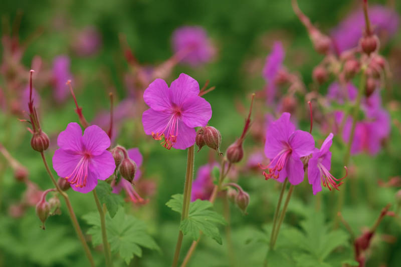 Bigroot Geranium, Bulgarian Geranium, Rock Crane’s-bill, Rock Cranesbill, Big-rooted Geranium, Hardy Geranium, Cranesbill, Geranium macrorrhizum