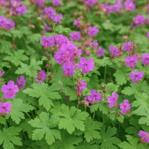 Bigroot Geranium, Bulgarian Geranium, Rock Crane’s-bill, Rock Cranesbill, Big-rooted Geranium, Hardy Geranium, Cranesbill, Geranium macrorrhizum