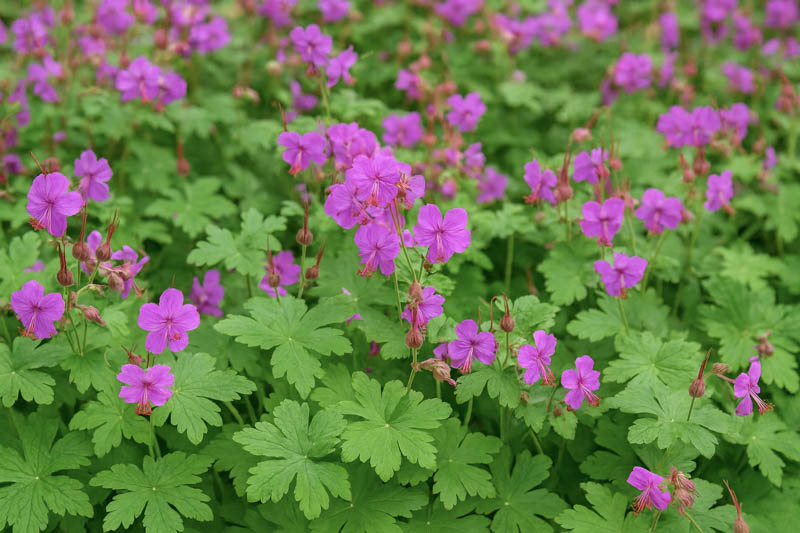 Bigroot Geranium, Bulgarian Geranium, Rock Crane’s-bill, Rock Cranesbill, Big-rooted Geranium, Hardy Geranium, Cranesbill, Geranium macrorrhizum