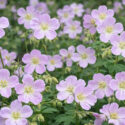 Geranium maculatum, Wild Geranium, Spotted Geranium, Spotted Cranesbill, Wild Cranesbill, Wood Geranium, Cranesbill
