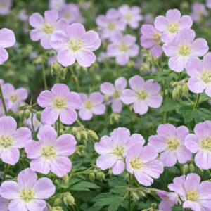 Geranium maculatum, Wild Geranium, Spotted Geranium, Spotted Cranesbill, Wild Cranesbill, Wood Geranium, Cranesbill