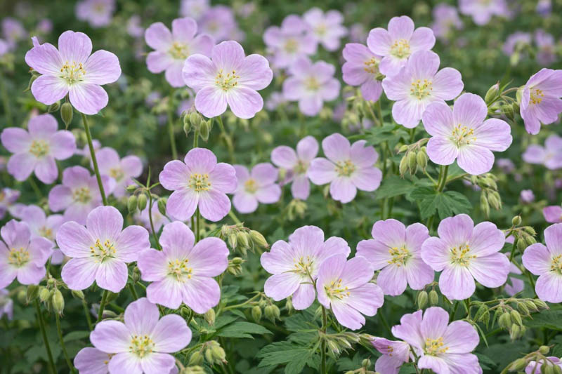 Geranium maculatum, Wild Geranium, Spotted Geranium, Spotted Cranesbill, Wild Cranesbill, Wood Geranium, Cranesbill