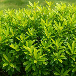 Illicium parviflorum shrub, Yellow Anise, Yellow Anise Tree, Yellow Anisetree, Small Anise Tree, Hardy Anise Shrub, Ocala Anise, Star Anise