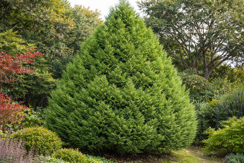Juniperus chinensis, Chinese Juniper, Japanese Juniper, Evergreen shrub, Conifer