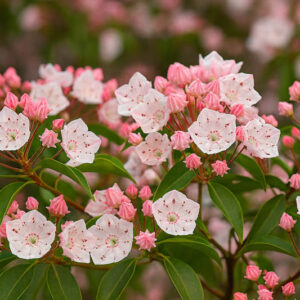 Kalmia latifolia, Shade Shrub, Mountain laurel flowers