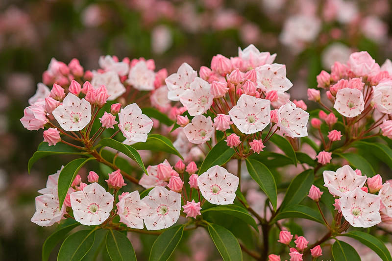 Kalmia latifolia, Shade Shrub, Mountain laurel flowers