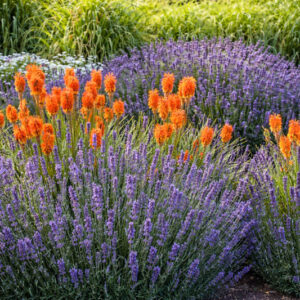 Kniphofia and english lavender in a garden, hardy shrubs