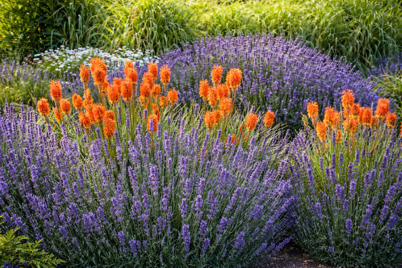 Kniphofia and english lavender in a garden, hardy shrubs