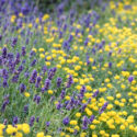 Lavandula and santolina in the garden, lavender and santolina