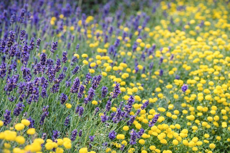 Lavandula and santolina in the garden, lavender and santolina