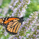 Monarch butterfly feeding on agastache, hyssop
