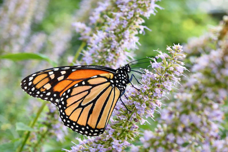 Monarch butterfly feeding on agastache, hyssop