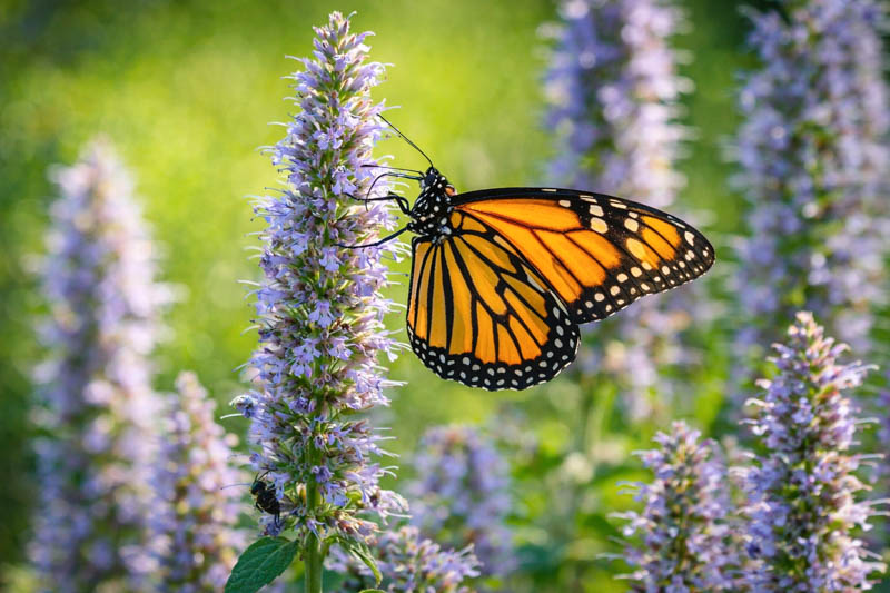 Monarch butterfly pollinating agastache foeniculum, Anise hyssop